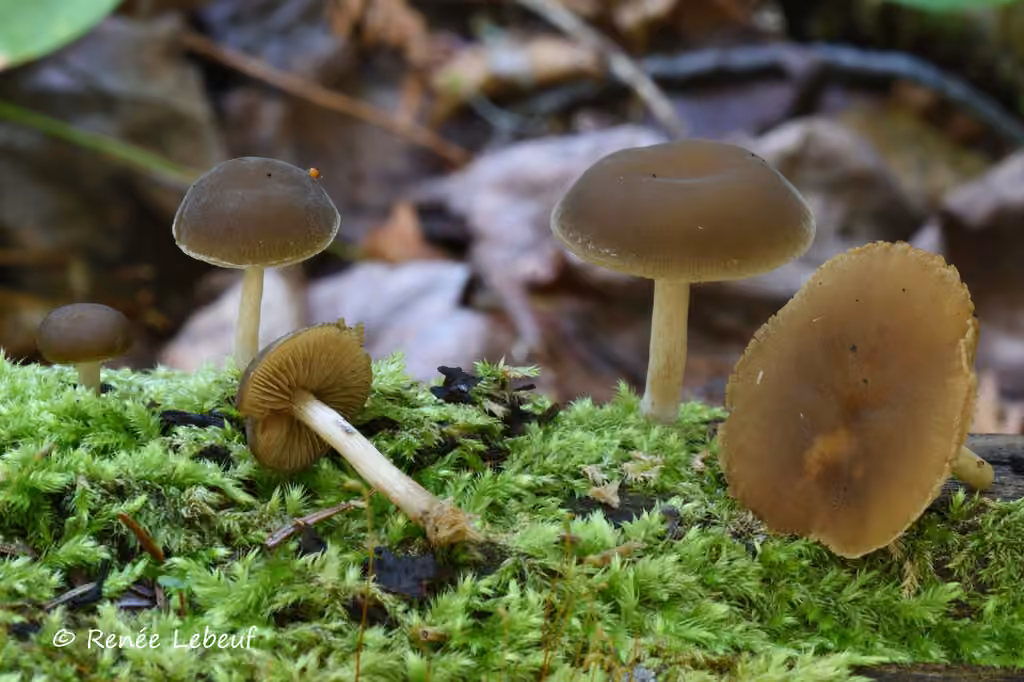 Simocybe serrulé, photo 3 sur 5