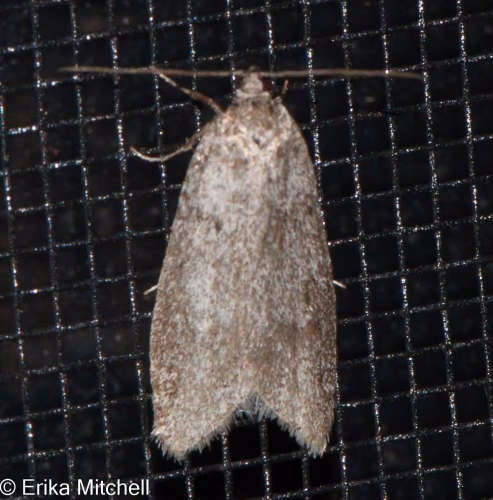 Poplar Micromoth