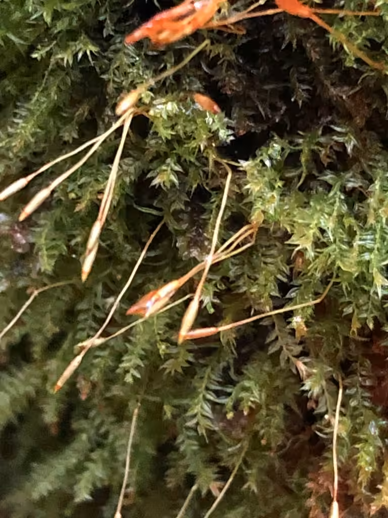Bent-kneed Four-tooth Moss, photo 2 of 5