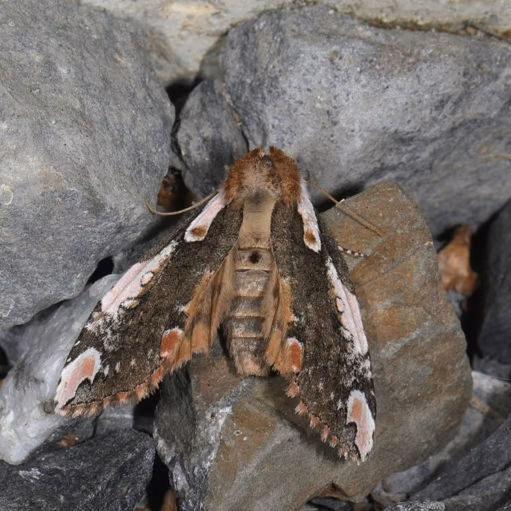 Dogwood Thyatirid Moth, Adult