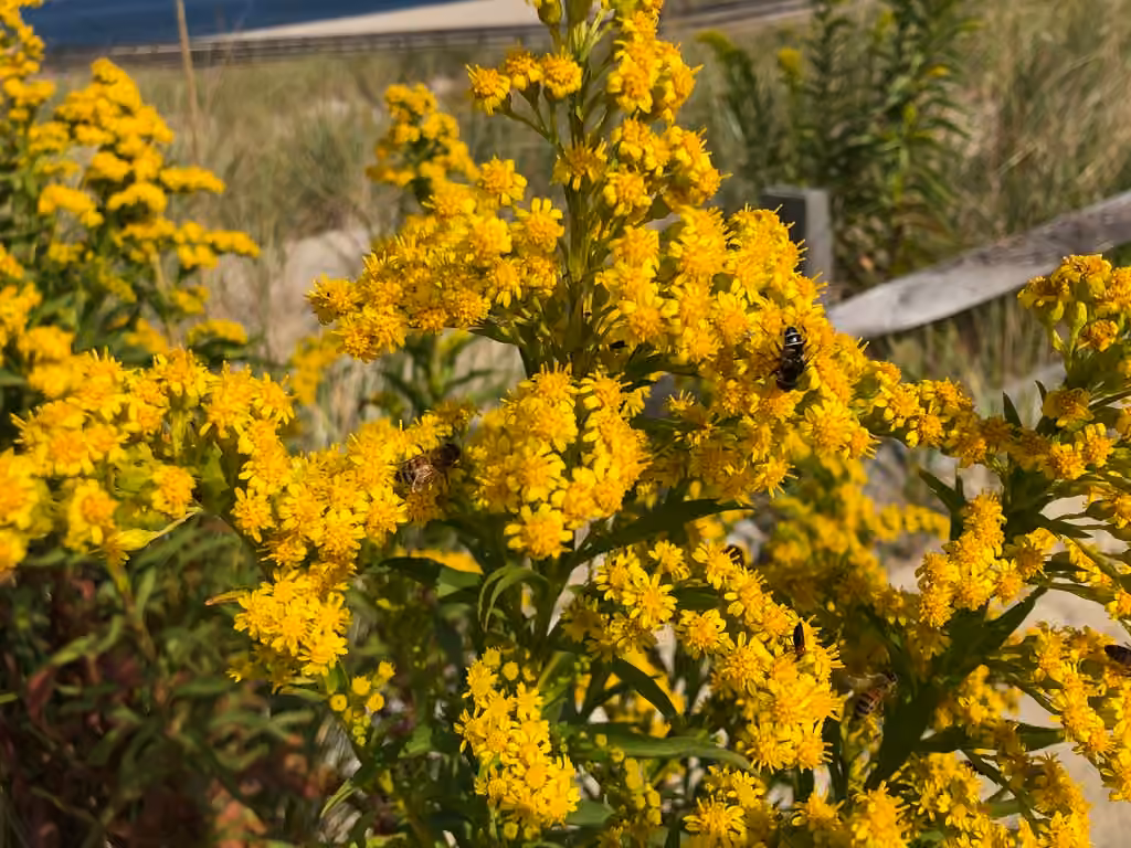 Seaside goldenrod, photo 1 of 5