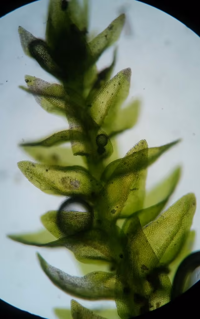 Leskée gracile, photo 2 sur 5