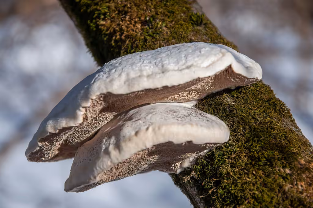 Fragrant Bracket, photo 1 of 5
