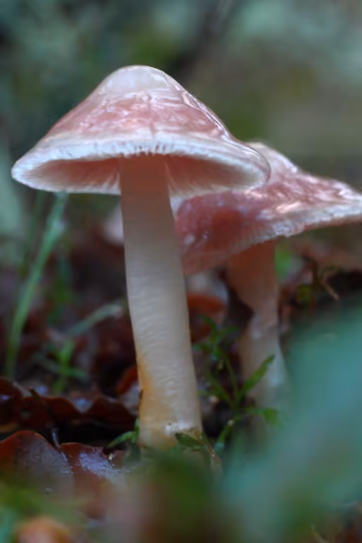 Rosy Bonnet, photo 3 of 5