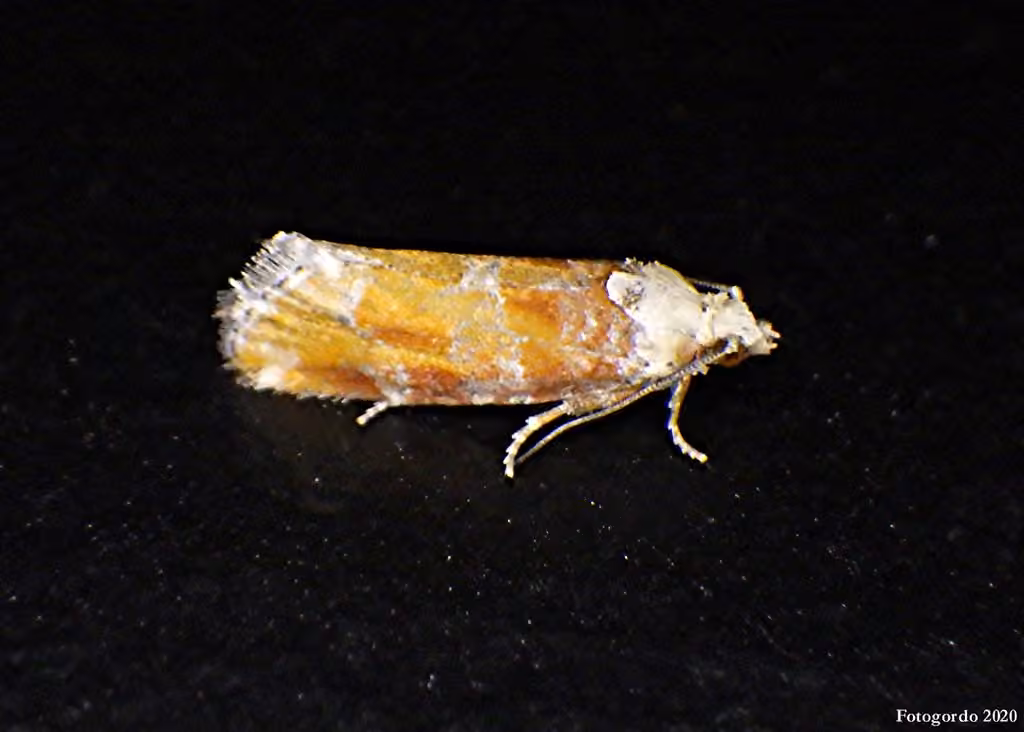 Perce-pousse du pin, Adulte