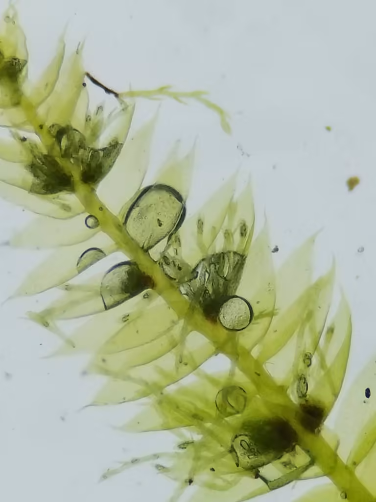 Elegant pseudotaxiphyllum moss, photo 2 of 5
