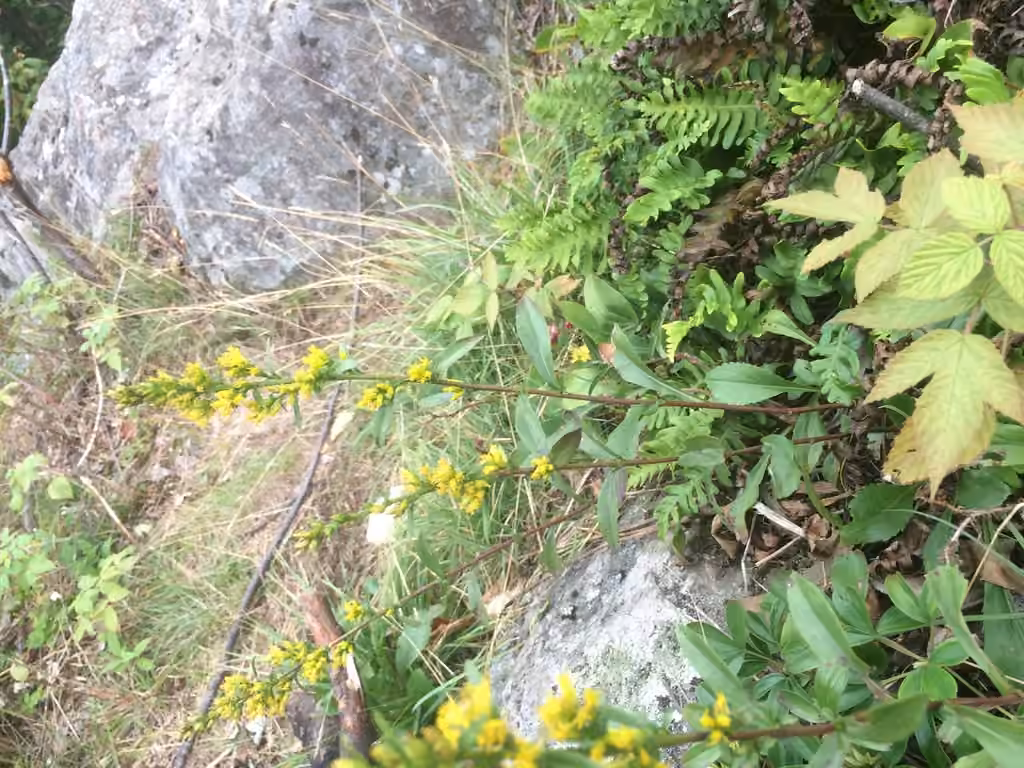 Serpentine goldenrod, photo 3 of 5