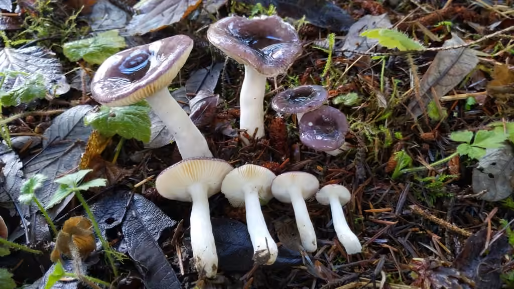 Russula zelleri, photo 2 sur 5