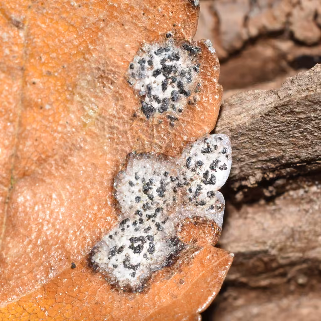 Black Spot Of Elm, photo 2 of 5