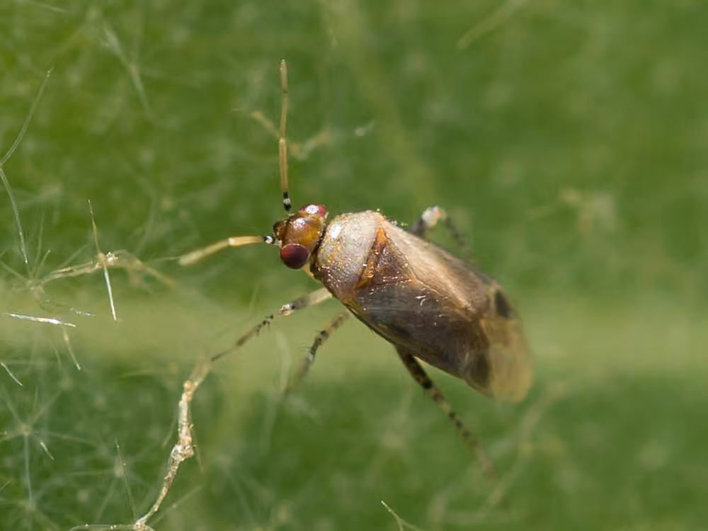 Mullein bug, photo 1 of 5