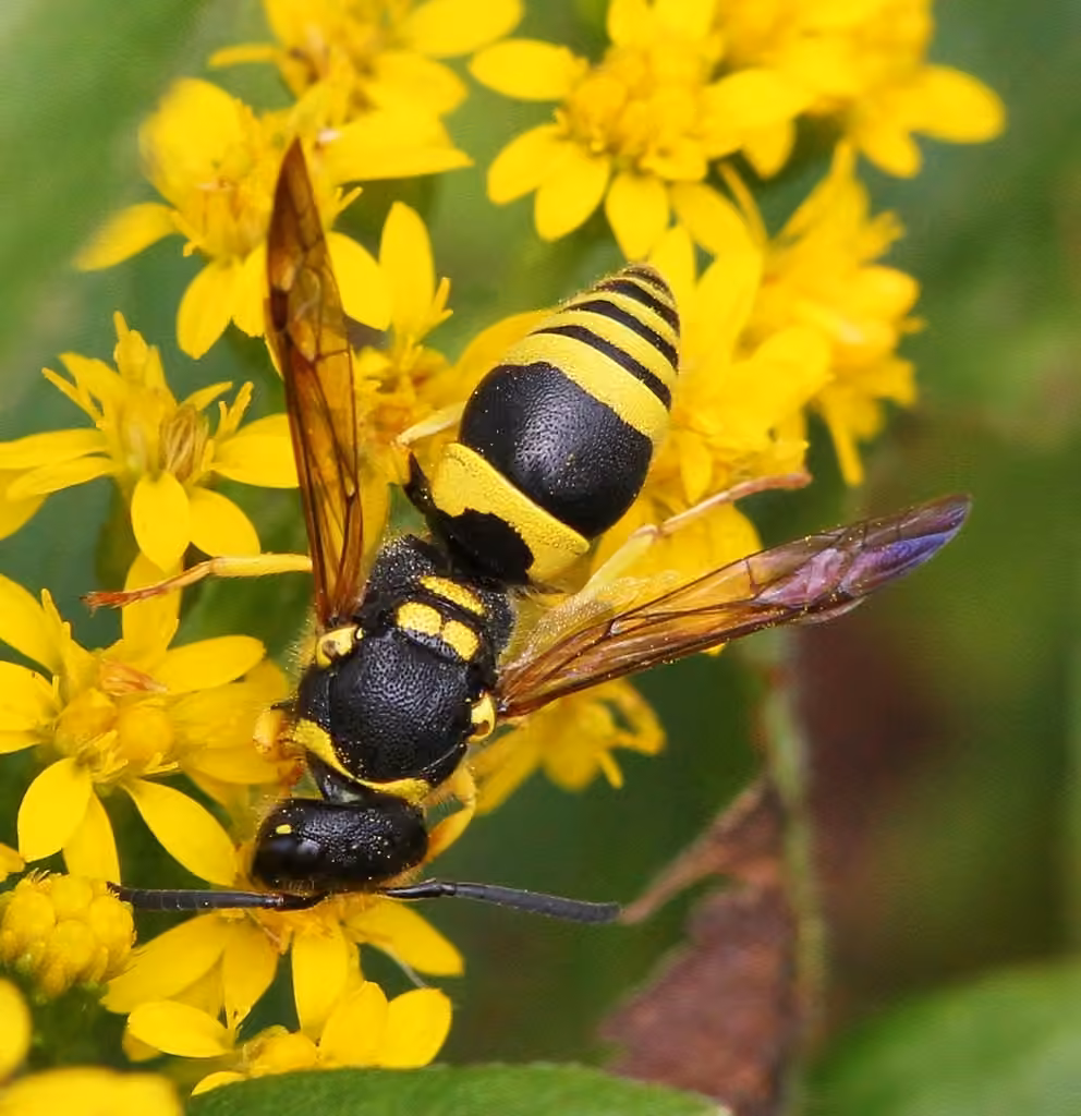 European tube wasp, photo 1 of 5