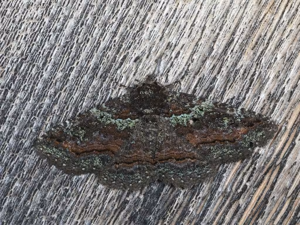 Green-dusted Zale Moth, Adulte