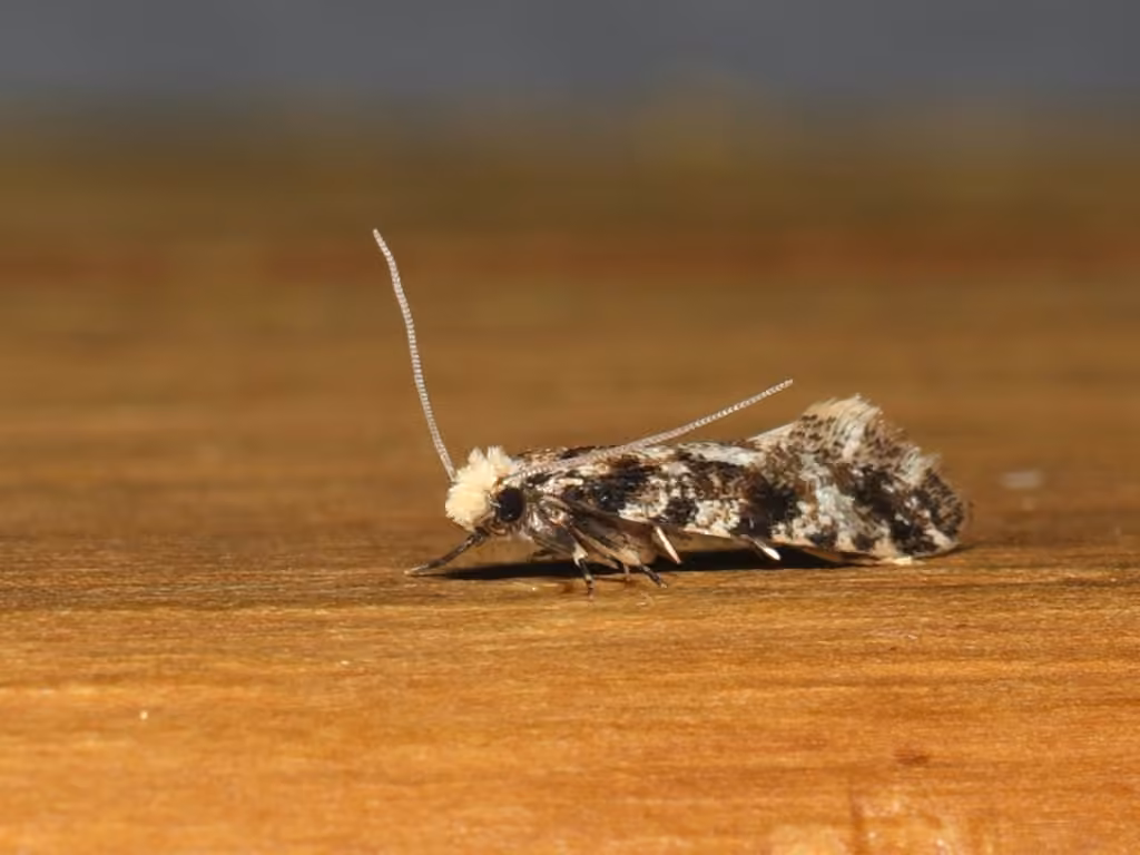 European grain moth, photo 2 of 5