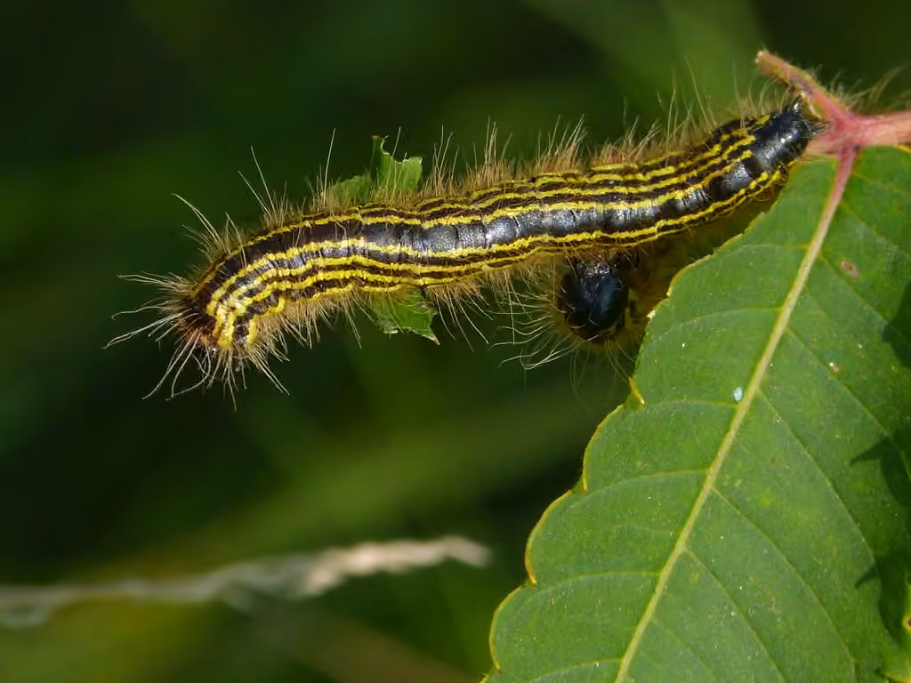 Spotted Datana Moth, photo 3 sur 5