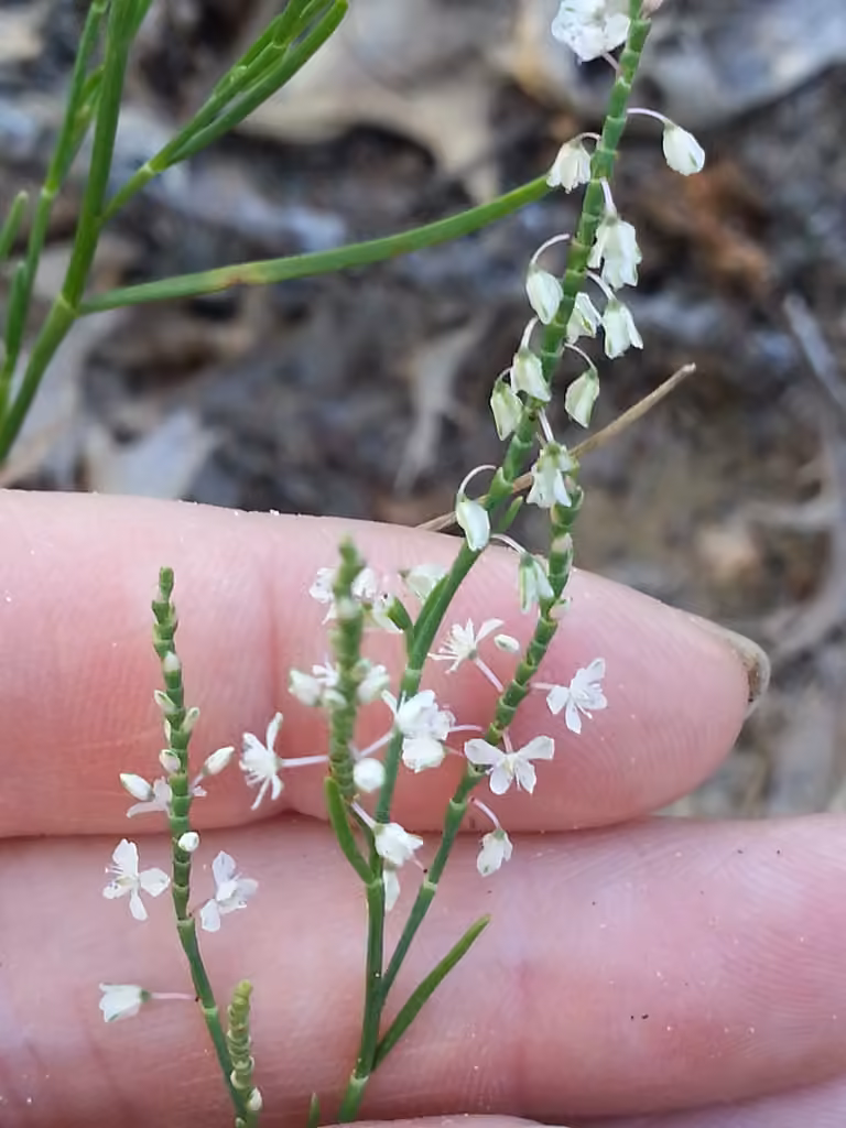 Coastal jointweed, In flower
