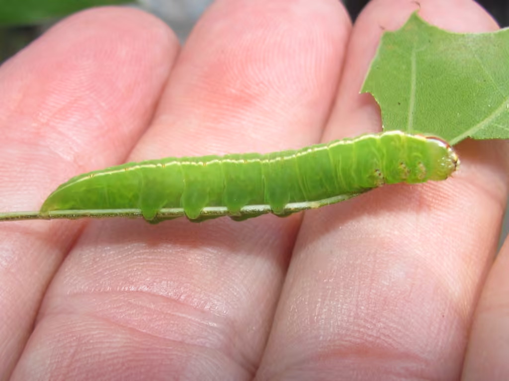 Angulose Prominent, Chenille