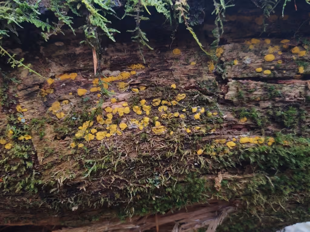 Dacrymyces corticioides