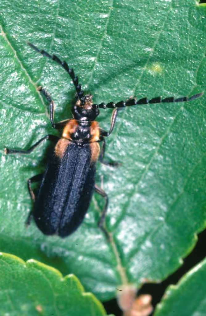Wide-horned Soldier Beetle, photo 1 of 5