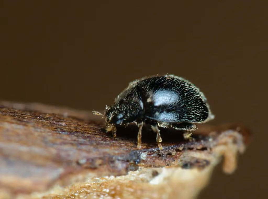 Coccinelle tête d'épingle, photo 3 sur 5
