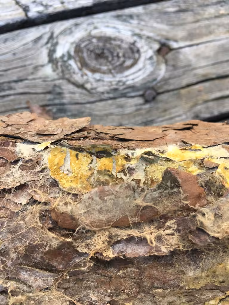 Penttilamyces olivascens, photo 1 of 5