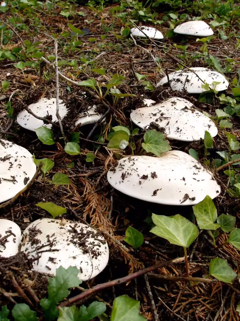 Pavement Mushroom, photo 2 of 5