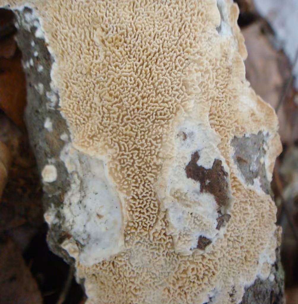 Xylodon raduloides, photo 2 sur 5