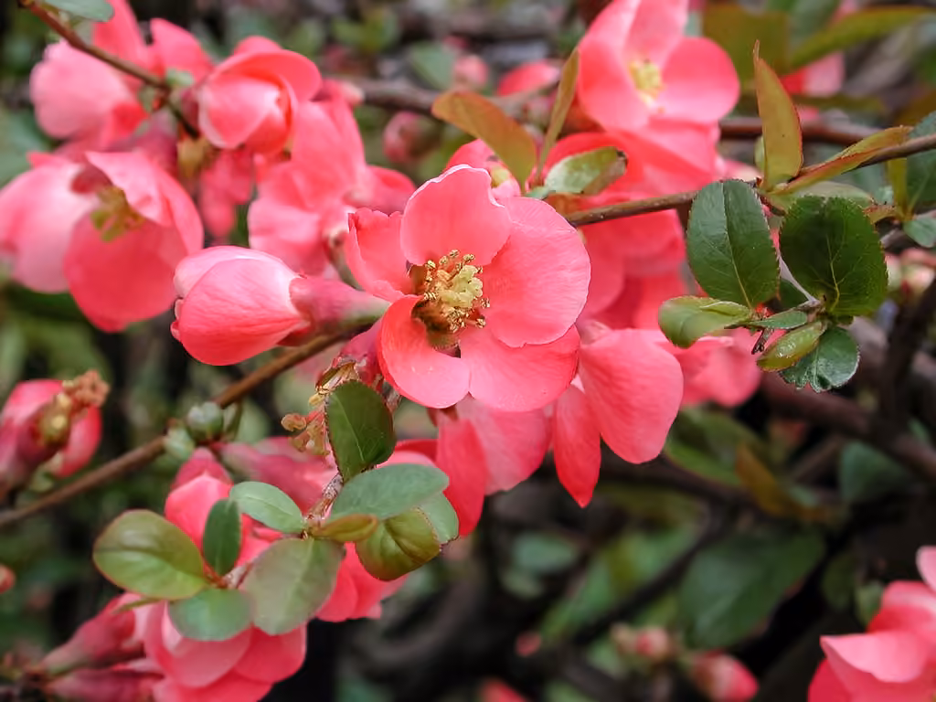 Cognassier à fleurs, photo 1 sur 5