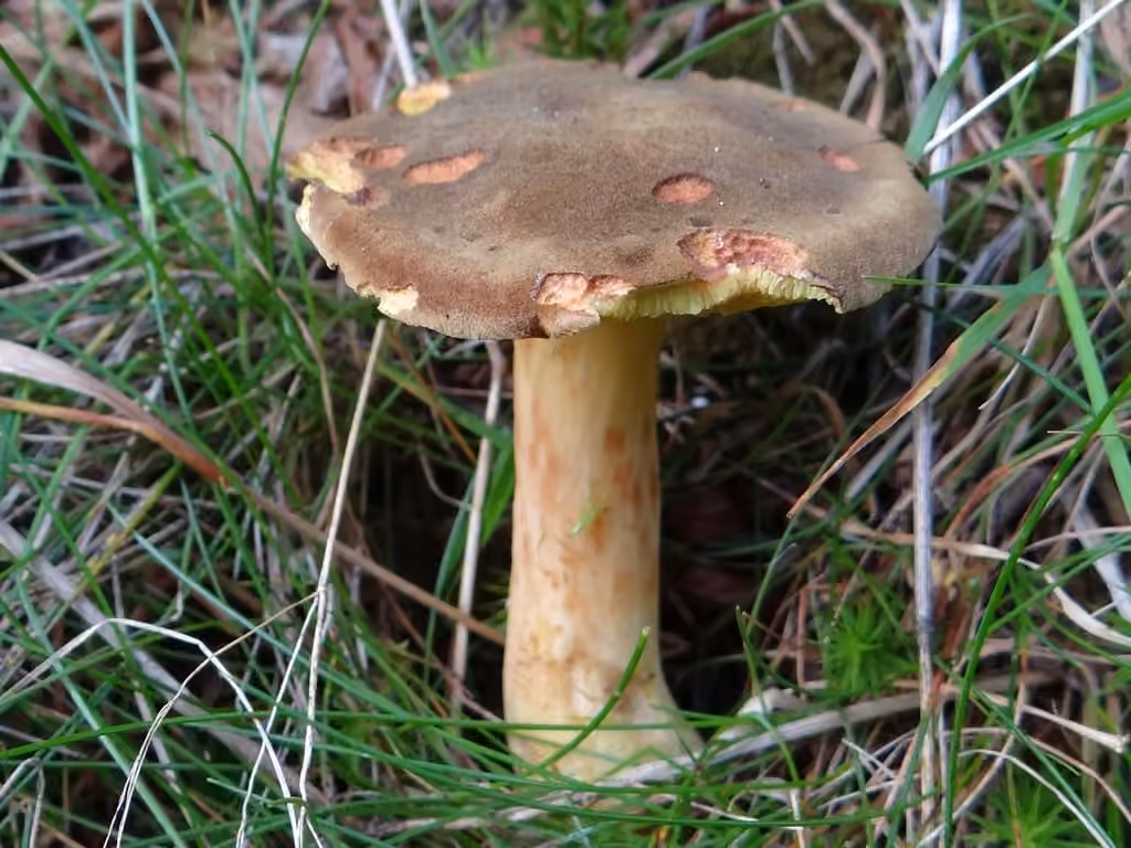 Rusty bolete, photo 2 of 5