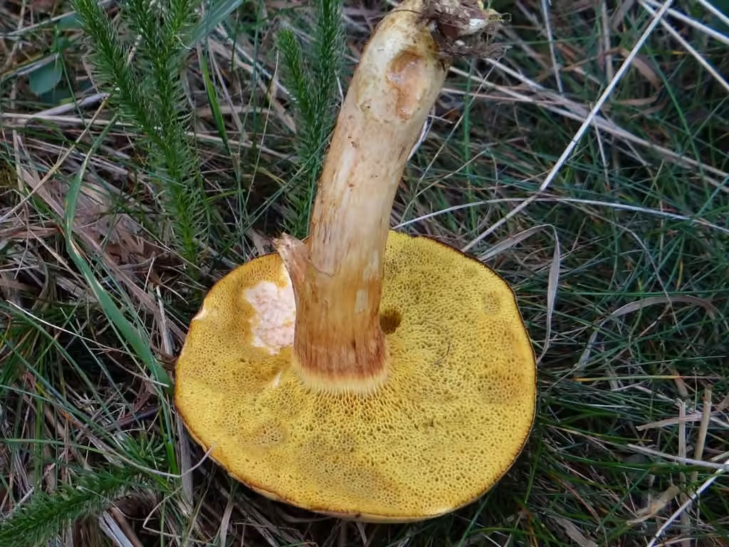 Rusty bolete, photo 3 of 5