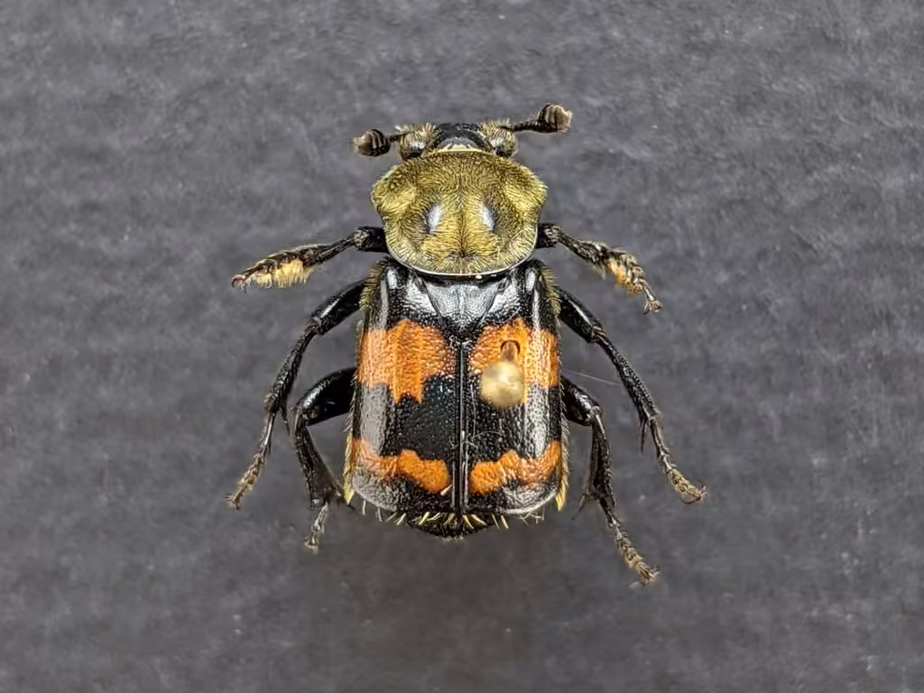 Nécrophore au thorax tomenteux