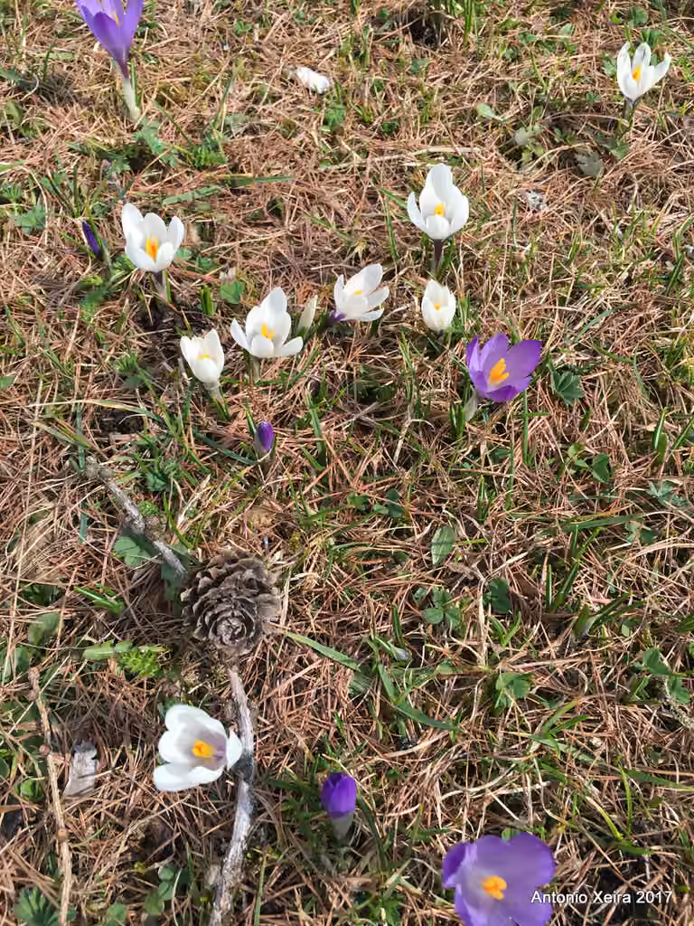 Crocus de printemps, photo 3 sur 5