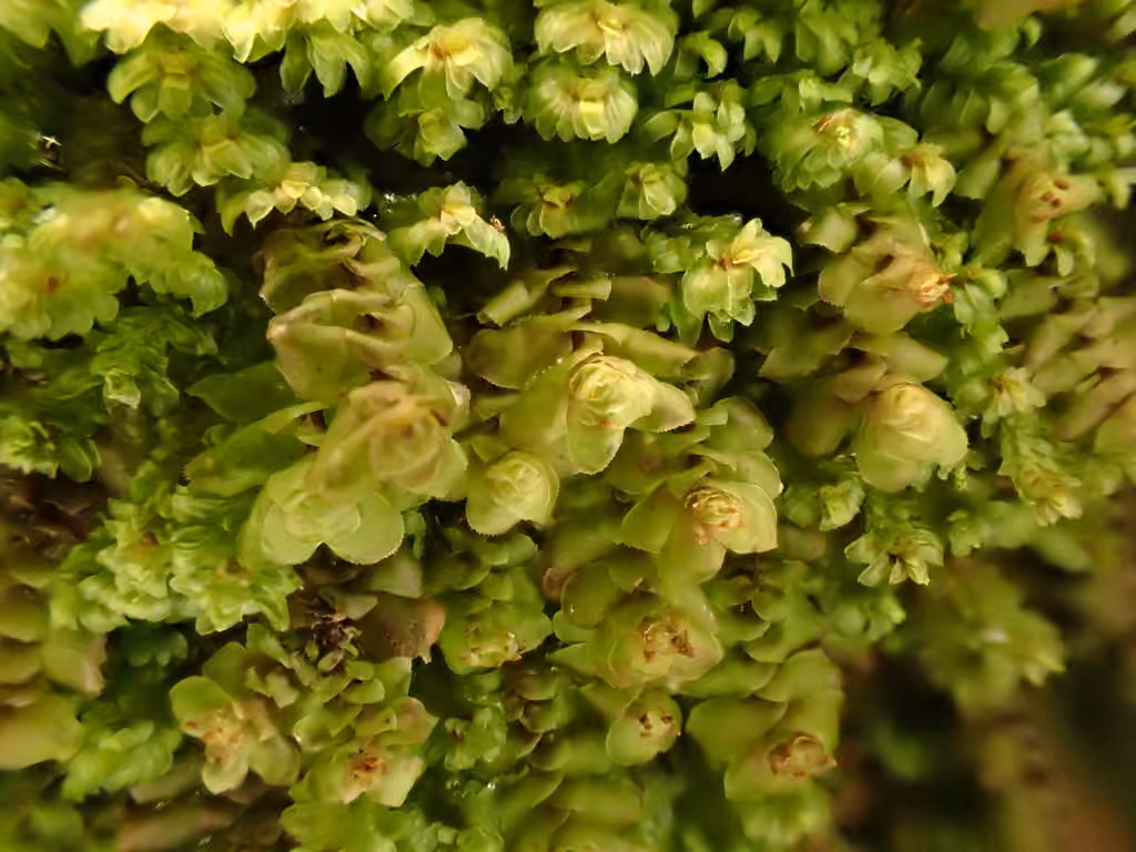 Grove Earwort, photo 3 of 5