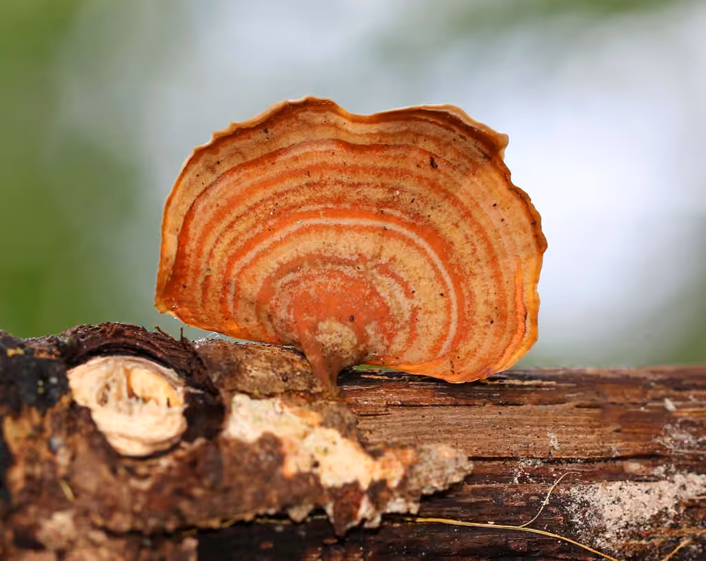 False Turkeytail, photo 1 sur 5