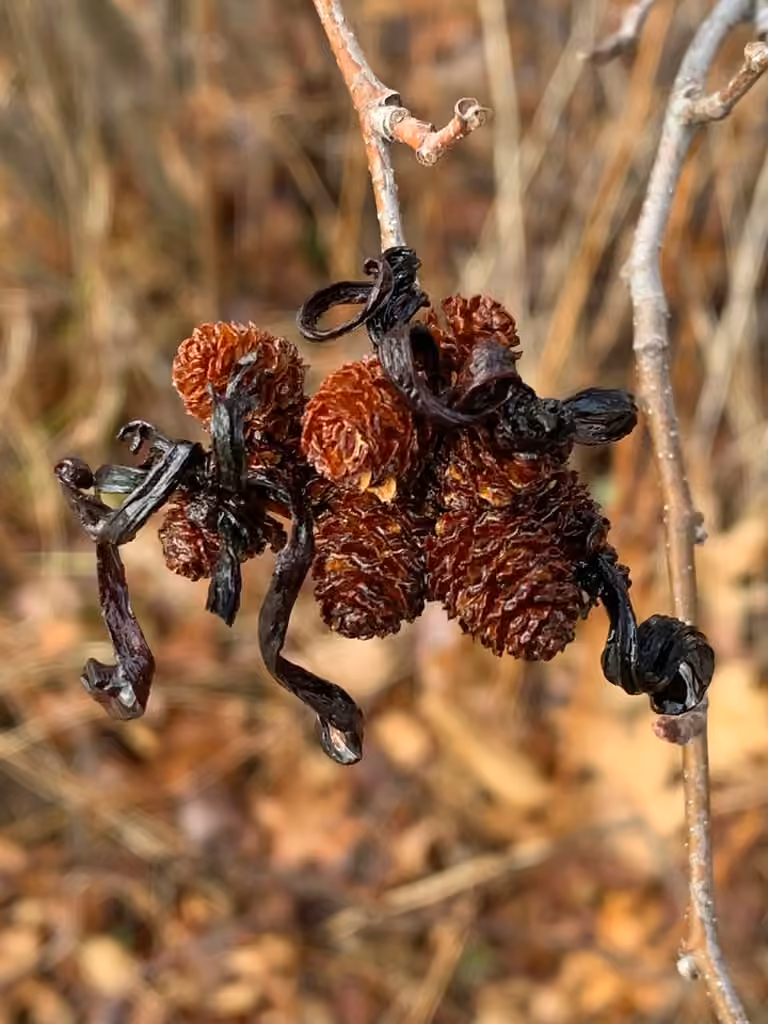 Eastern American alder tongue gall fungus, photo 2 sur 5