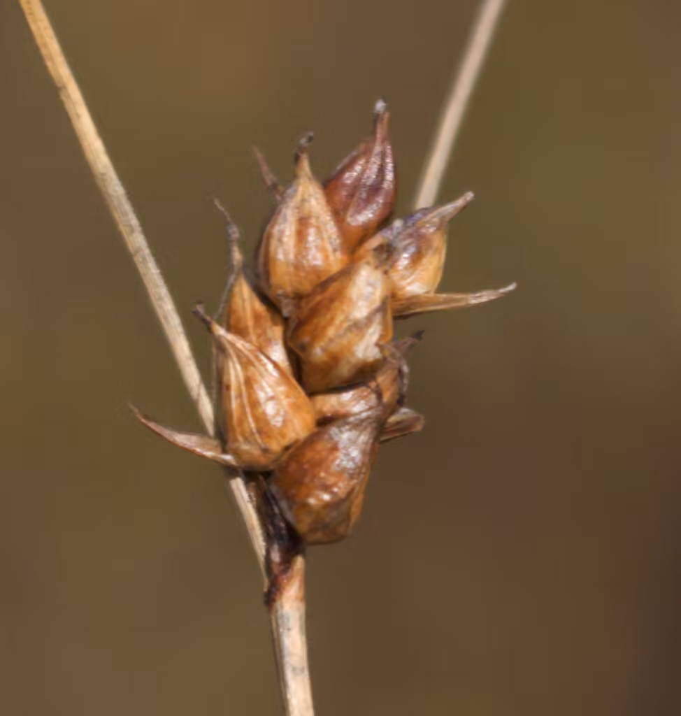 Carex oligosperme, En fruits