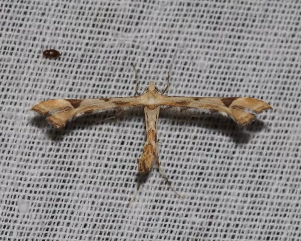 Artichoke Plume Moth, photo 1 of 5