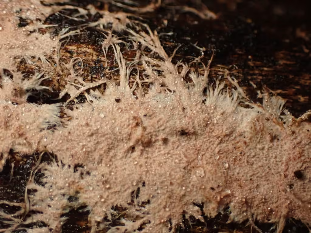 Etheirodon fimbriatum