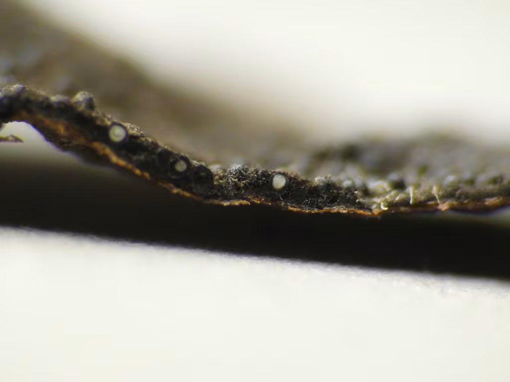 Black Leaf, photo 3 sur 5