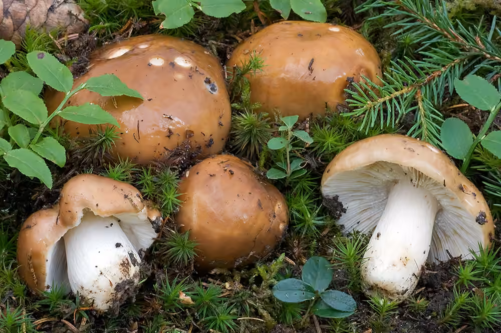 Russet Brittlegill, photo 1 of 5