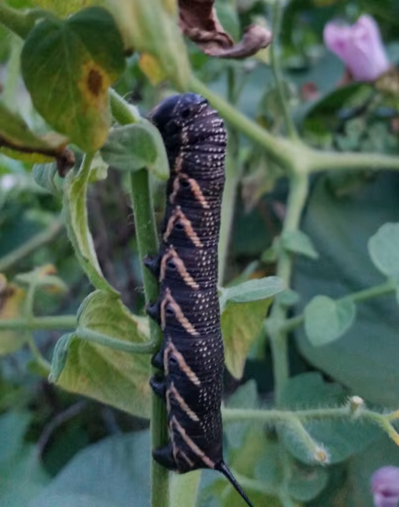 Sphinx des tomates, Chenille