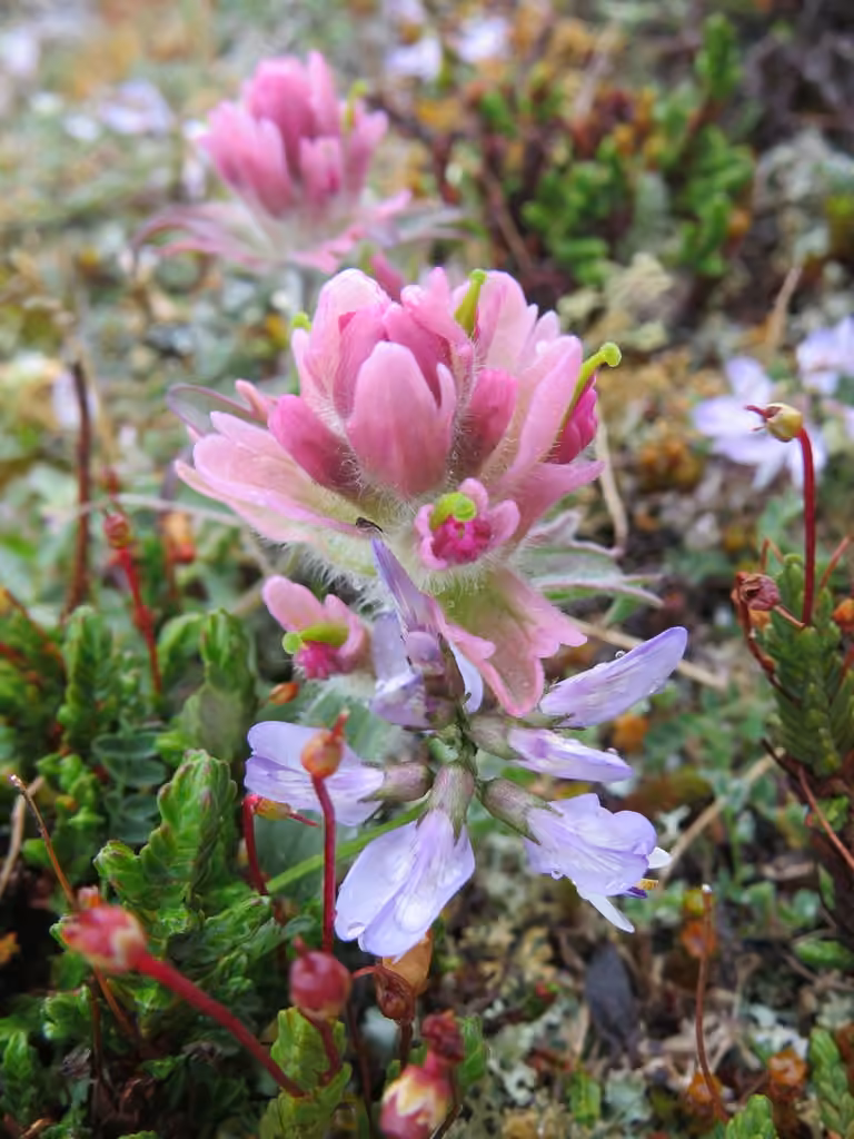 Castilléjie élégante, En fleurs