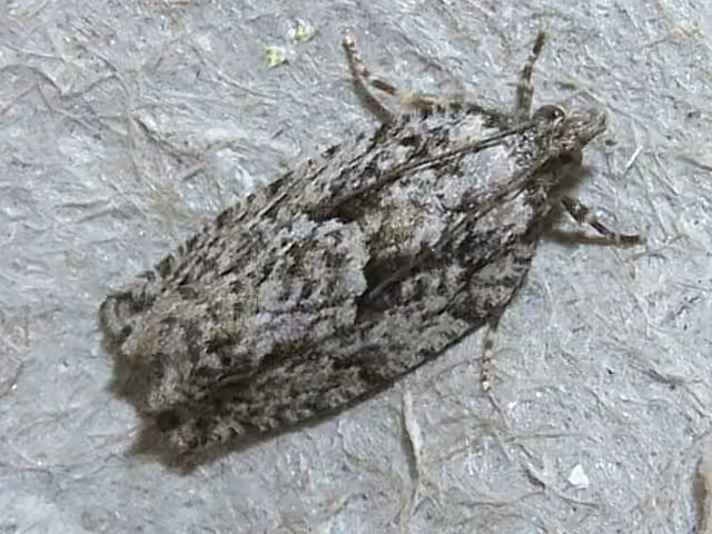 Epinotia nonana, Adult