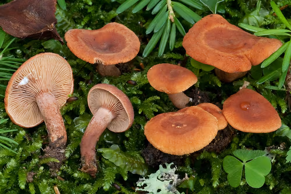 Curry Milkcap, photo 1 of 5