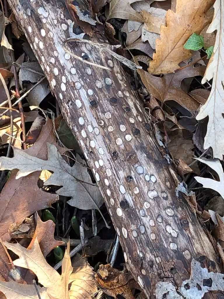 Biscogniauxia marginata, photo 2 of 5