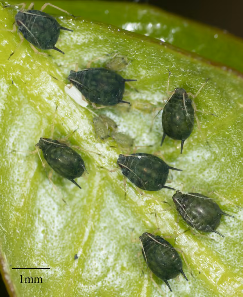 Melon Aphid, photo 1 of 5