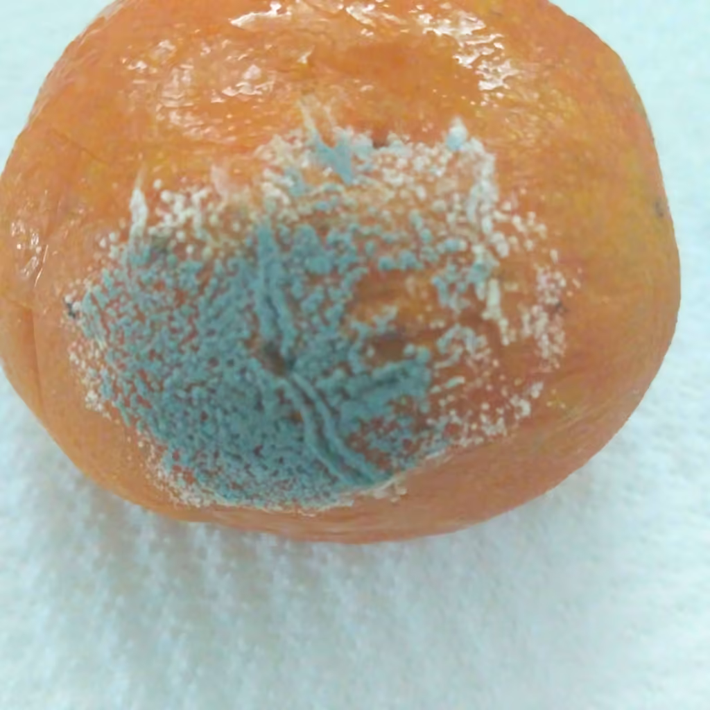 Citrus blue mold, photo 1 of 5