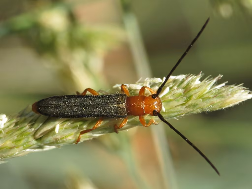 Leafy Spurge Stem Boring Beetle, photo 2 of 5