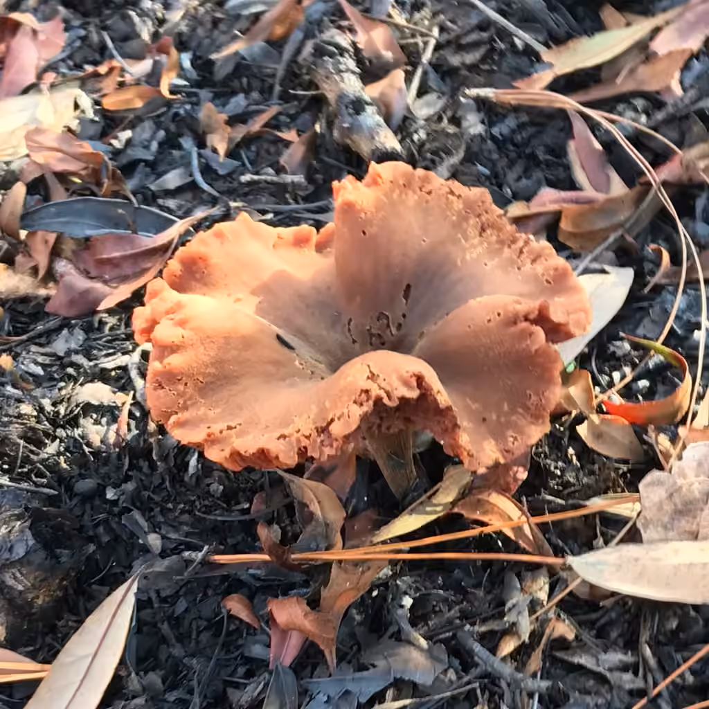 Clitocybe laqué, photo 3 sur 5