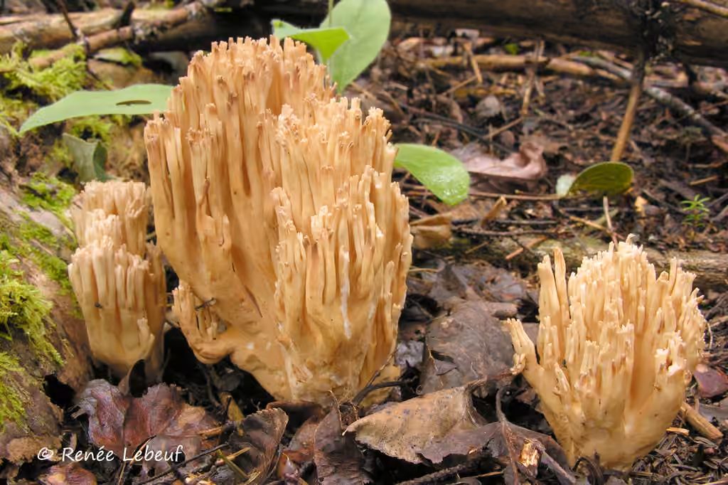 Ramaria acrisiccescens, photo 1 sur 5