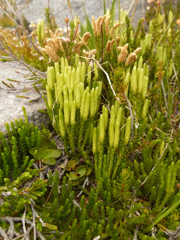 Lycopode de Sitka